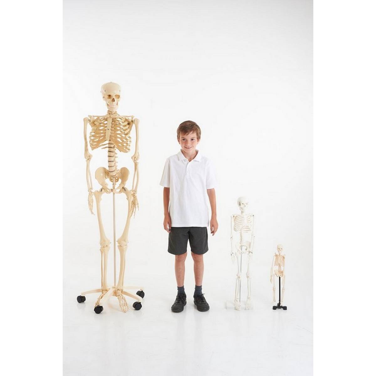 Half-Scale Skeleton