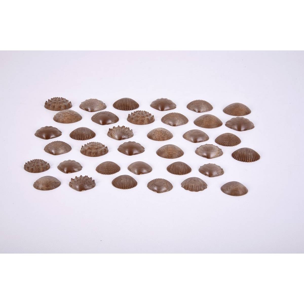 Eco Friendly Tactile Shells Pack of 36