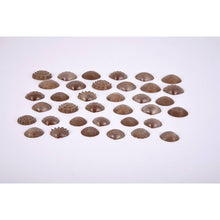 Eco Friendly Tactile Shells Pack of 36