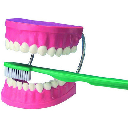 Giant Dental Care Model