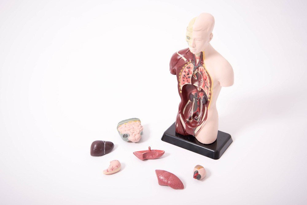 **Quarter-Scale Anatomical Torso - ABC School Supplies