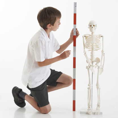 Half-Scale Skeleton - 85cm