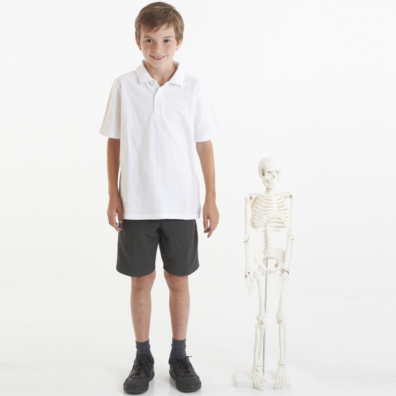 Half-Scale Skeleton - 85cm
