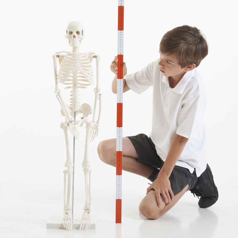 Half-Scale Skeleton - 85cm