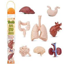 Safari Human Organs Toob - ABC School Supplies