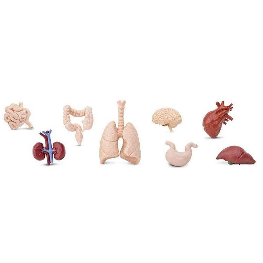 Safari Human Organs Toob - ABC School Supplies