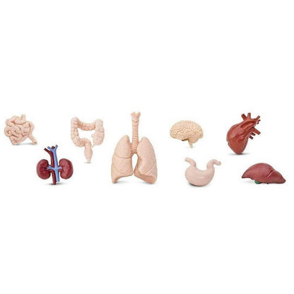 Safari Human Organs Toob - ABC School Supplies