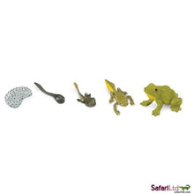 Safari Life Cycle Of A Frog - ABC School Supplies