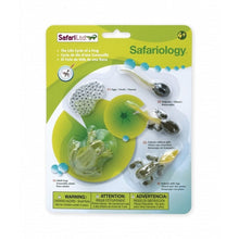 Safari Life Cycle Of A Frog - ABC School Supplies