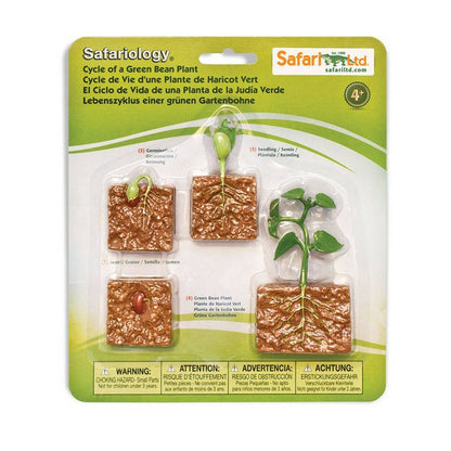 **Safari Life Cycle of a Green Bean Plant - ABC School Supplies