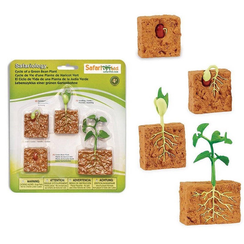 **Safari Life Cycle of a Green Bean Plant - ABC School Supplies