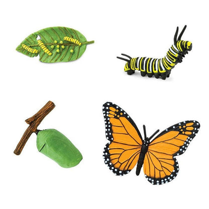 **Safari Life Cycle of a Monarch Butterfly - ABC School Supplies