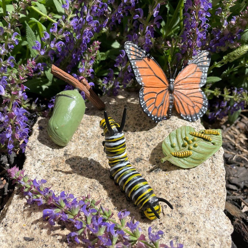**Safari Life Cycle of a Monarch Butterfly - ABC School Supplies