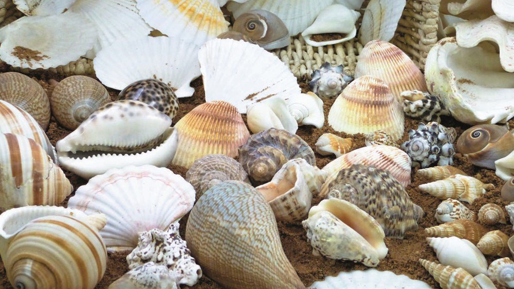 Shell Treasure Basket Pack - ABC School Supplies