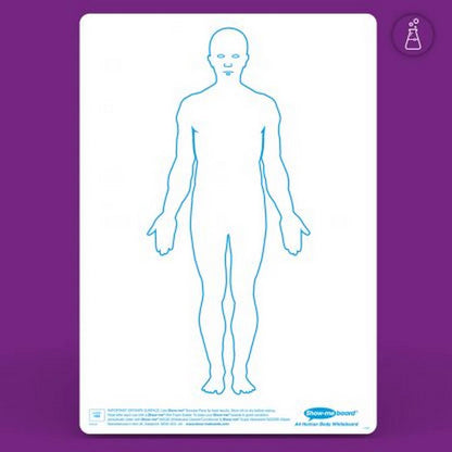 Show - Me Class Pack Drywipe Boards, Pens & Erasers - Human Muscle, A4 - 35 Sets - ABC School Supplies