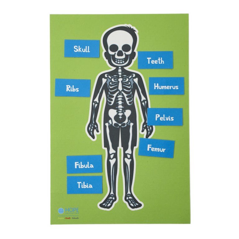 Skeleton Table Top - ABC School Supplies