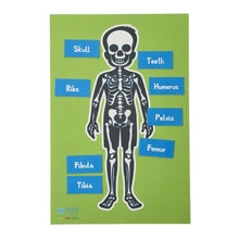 Skeleton Table Top - ABC School Supplies